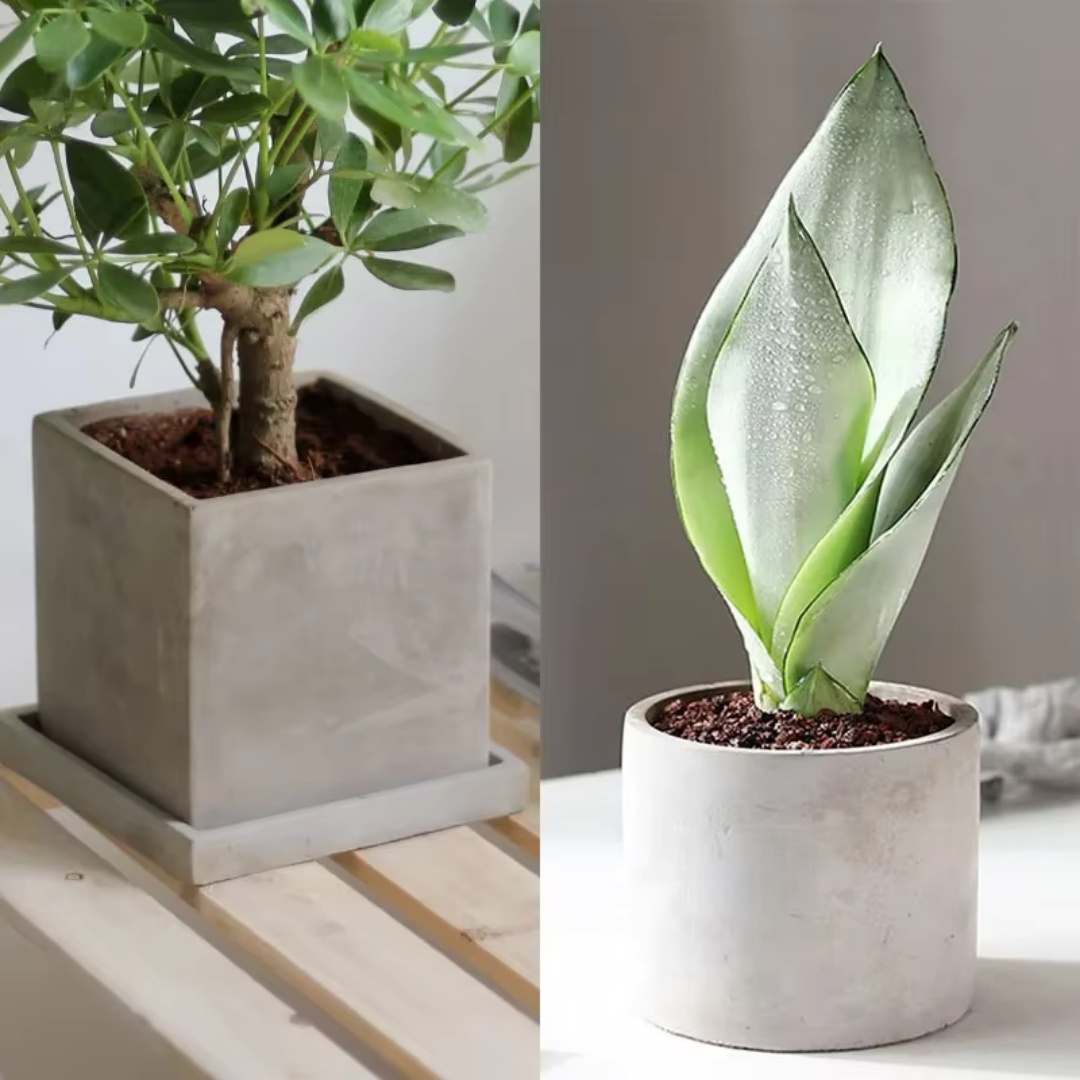 Succulent Set - 15cm Large Size Round Concrete Flowerpot