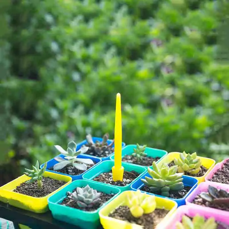 1/10Pcs Sowing Succulents Tran - Succulent Set recension och pris