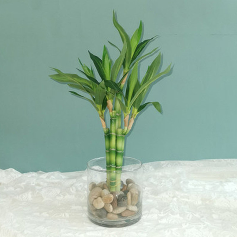 New 40cm Artificial Lucky Bamb - Succulent Set recension och pris