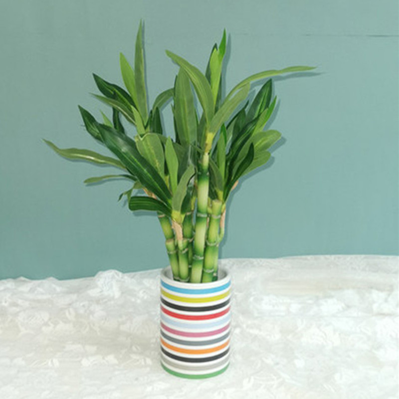 New 40cm Artificial Lucky Bamb - Succulent Set recension och pris