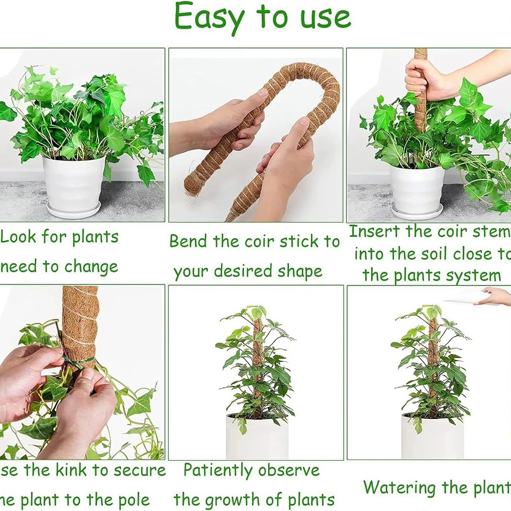 Horticultural Coconut Palm Sti - Pothos recension och pris