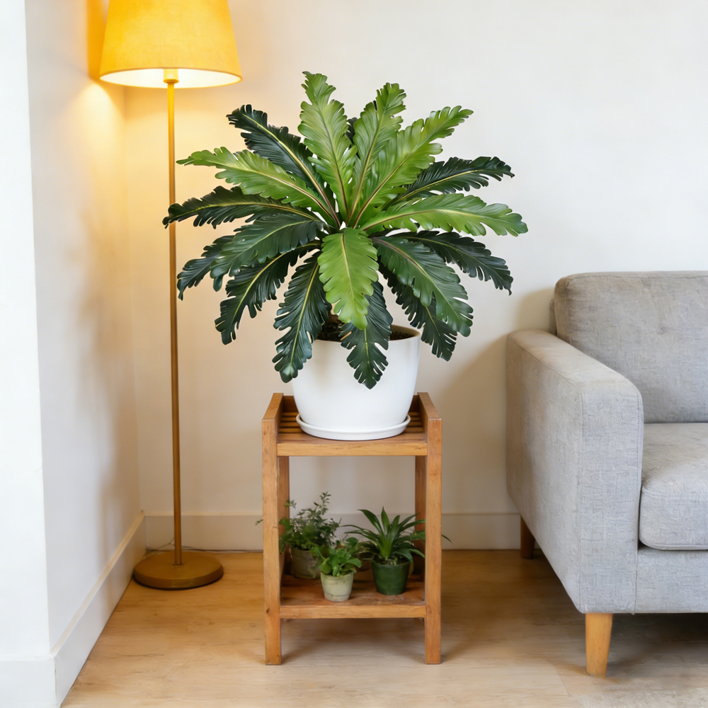 45-50cm Tropical Fake Persian  - Snake Plant recension och pris
