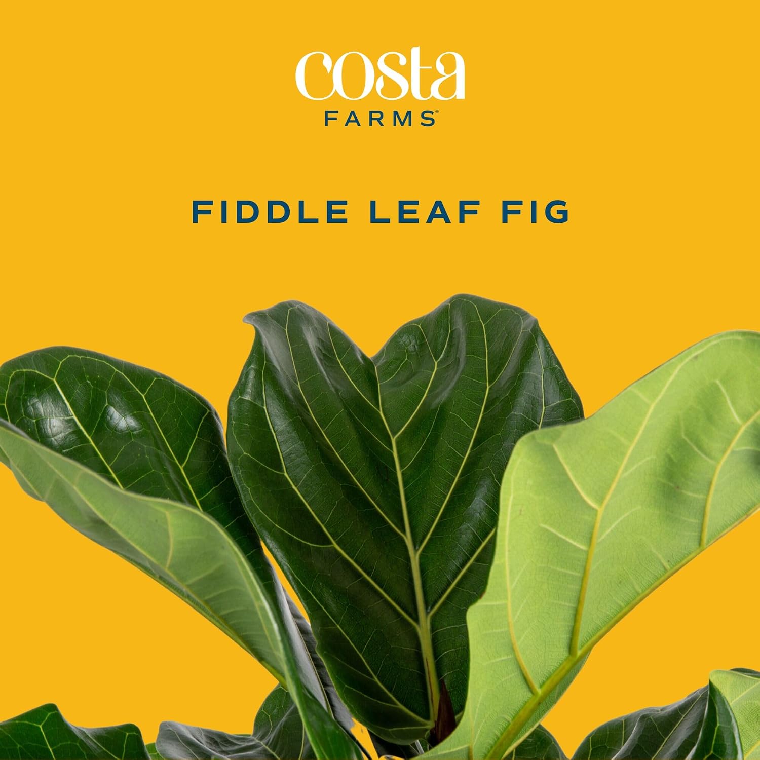 Fiddle Leaf Fig Tree, Live Hou - Fiddle Leaf Fig recension och pris
