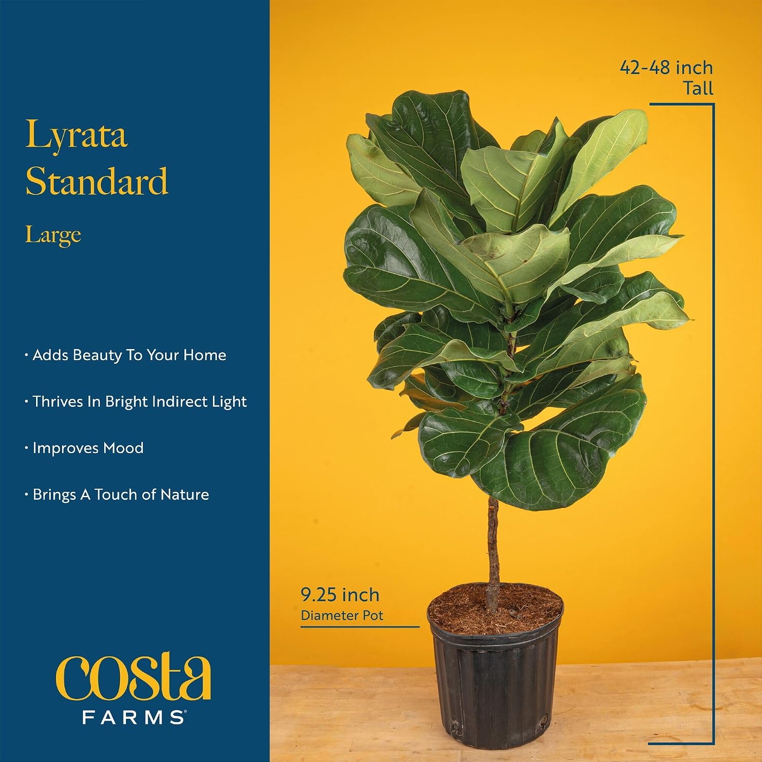 Fiddle Leaf Fig Tree, Live Hou - Fiddle Leaf Fig recension och pris